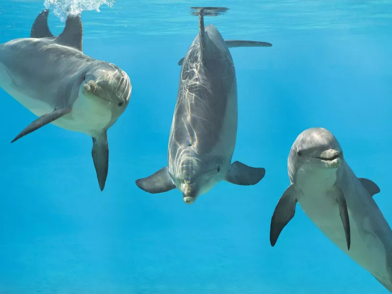 Playful dolphins
