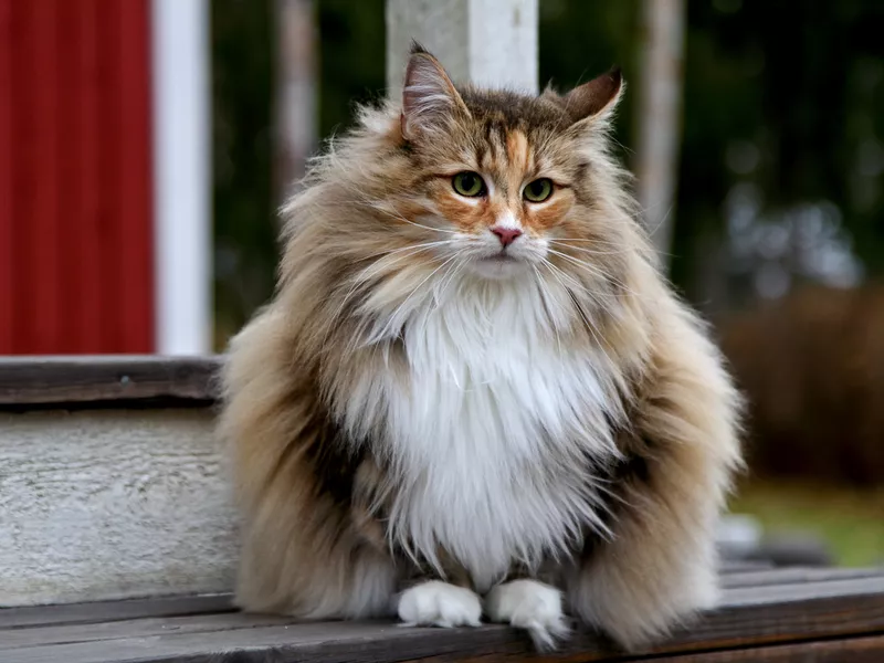 Norwegian forest cat female outdoors