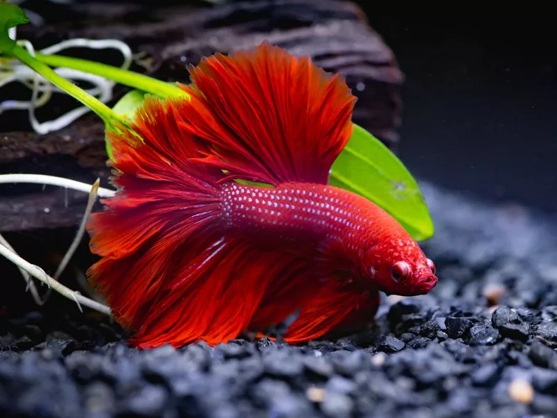 Betta Fish
