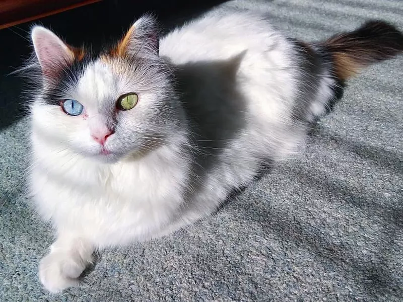 Turkish Van