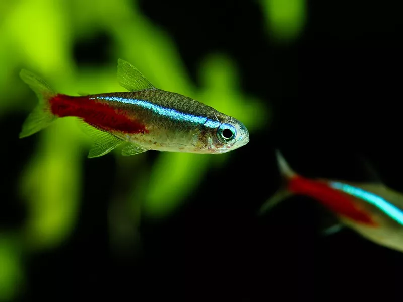 Neon tetra fish