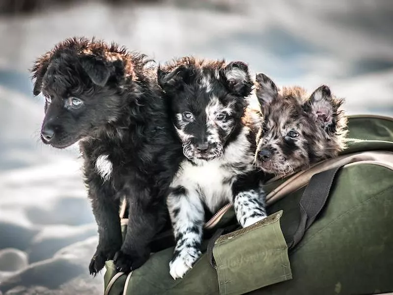 Mudi puppies peeking out of a carrier