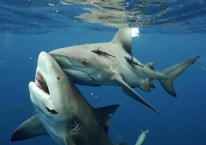Bullsharks, one with a chunk missing
