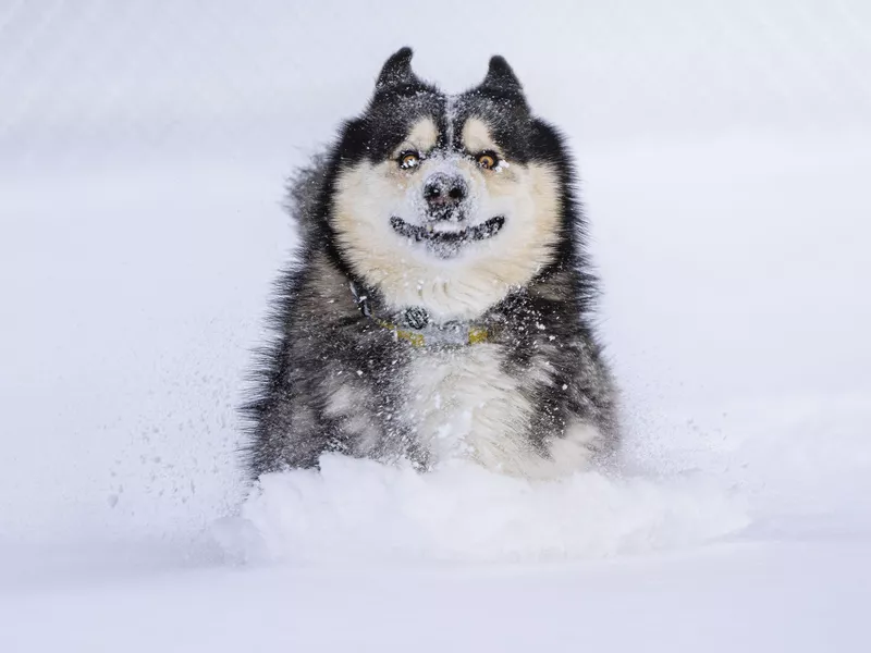 Dashing through the snow