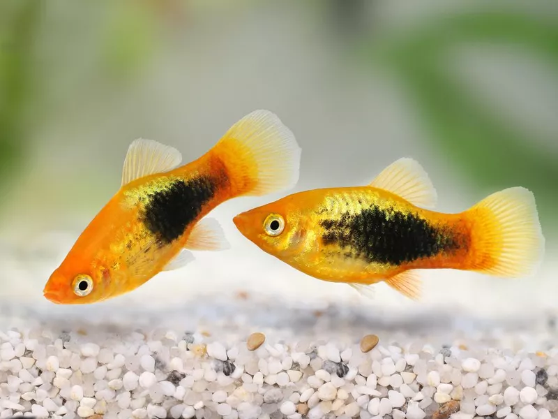 Platy