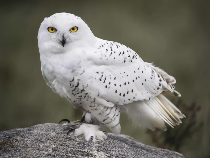 Snowy owl on rock