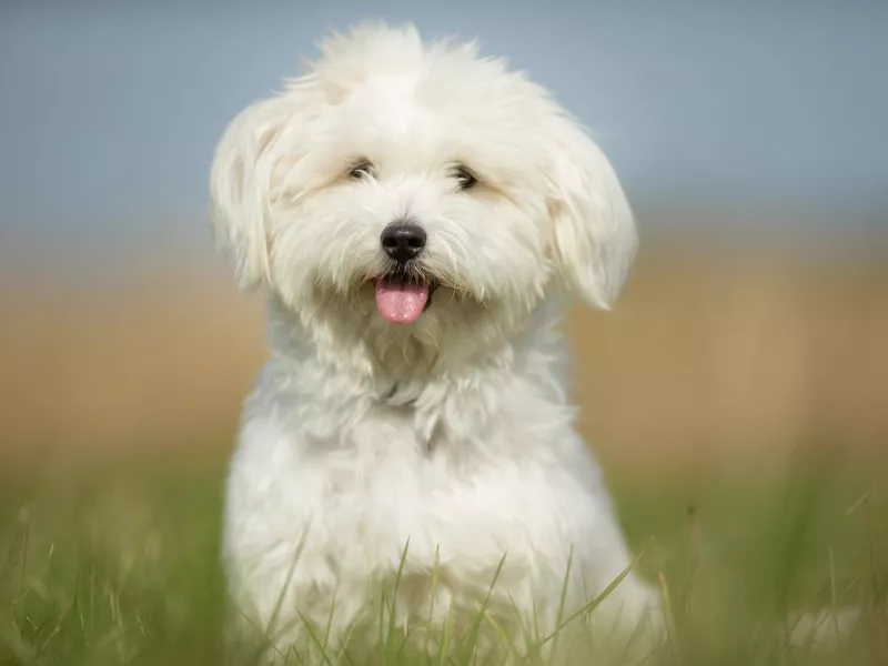 White Dog on Grass