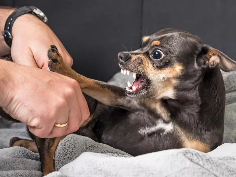 Small dog being aggressive growling and showing teeth