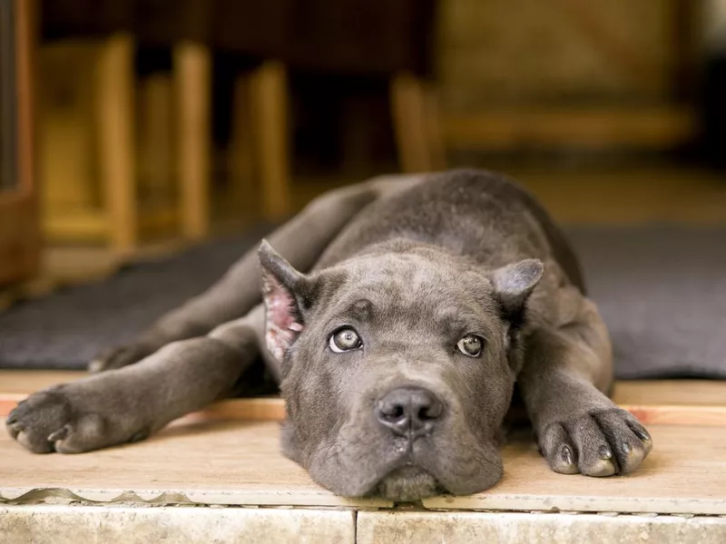Cane corso puppy