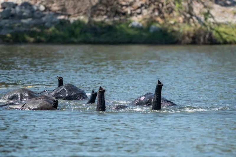 Elephants underwater