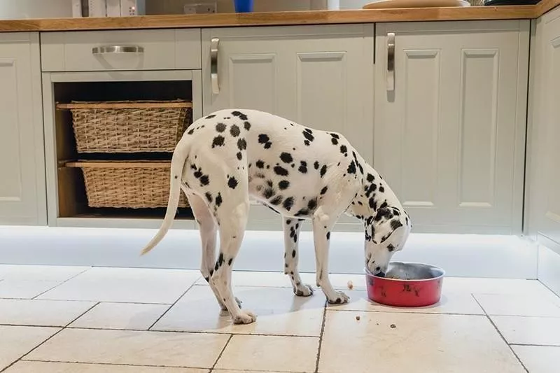Dog eating food