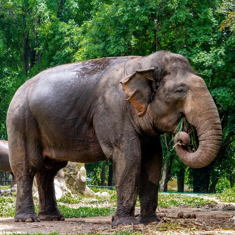 Sumatran elephant