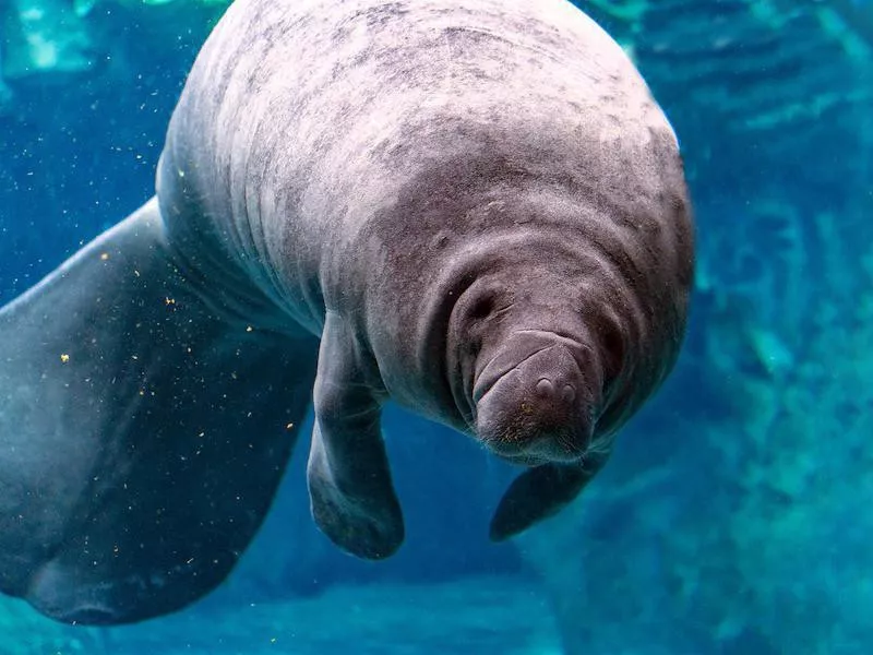 manatee