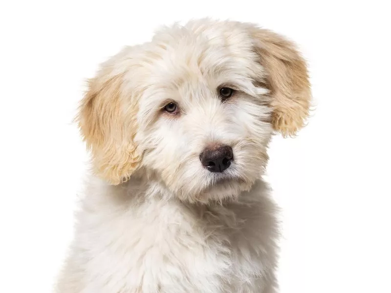 Barbado da Terceira puppy