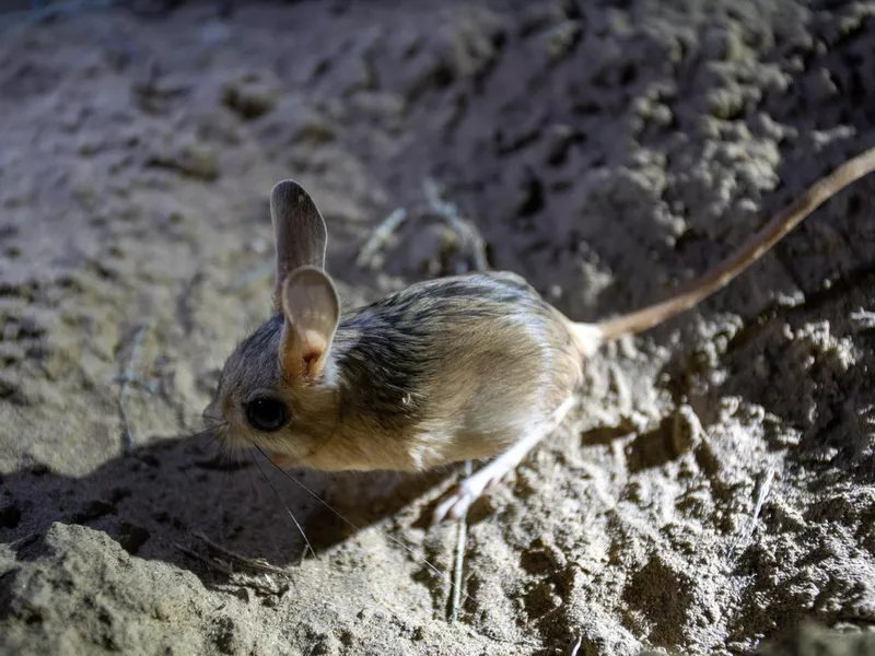 Jerboa in the desert area of Turkestan Kazakhstan