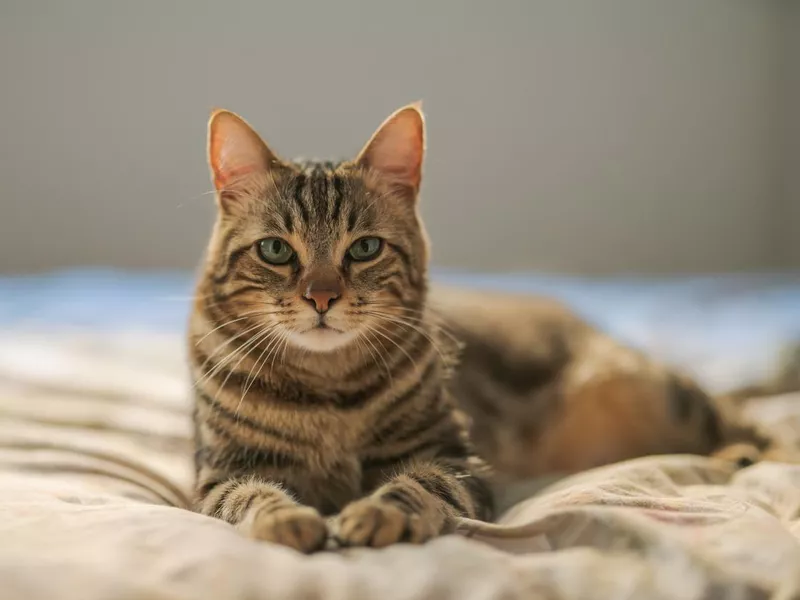 Tabby cat breed looking forward