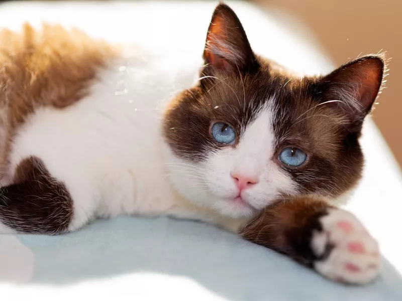 Snowshoe cat portrait