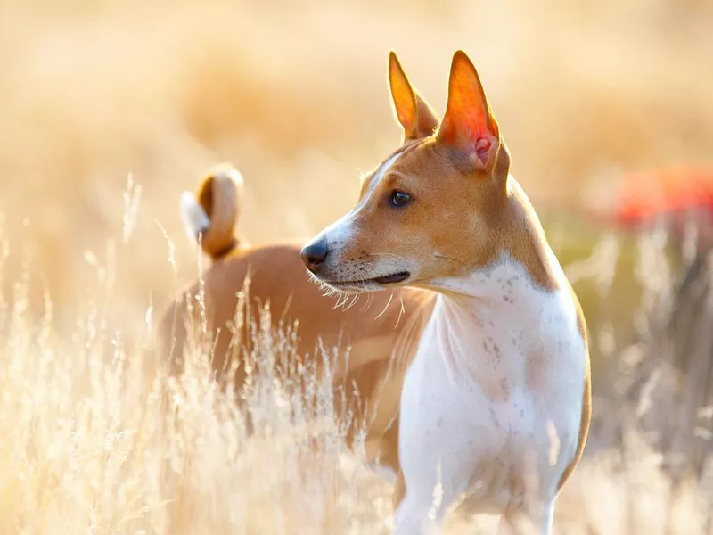 Basenji, least obedient dog breed