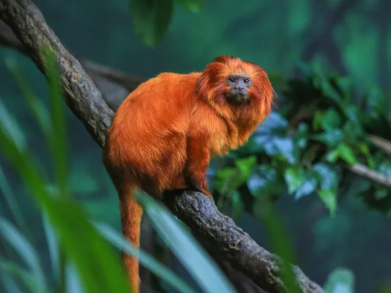 golden lion tamarin
