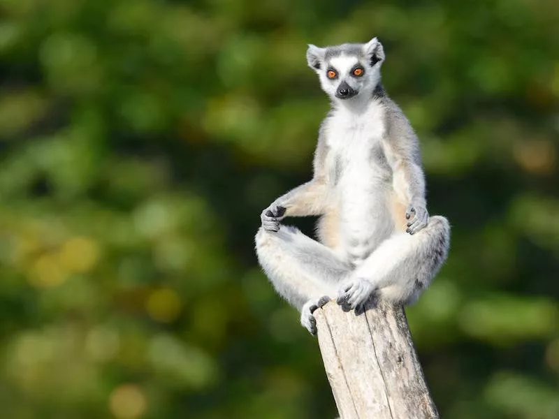 Lemur