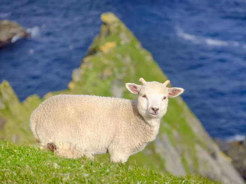 Lamb on the cliffs at the Hermaness National Nature Reserve, a dramatic cliff-top setting of Unst, Shetland Islands, Scotland.