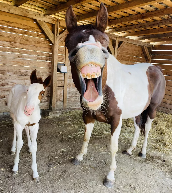 Happy Horses