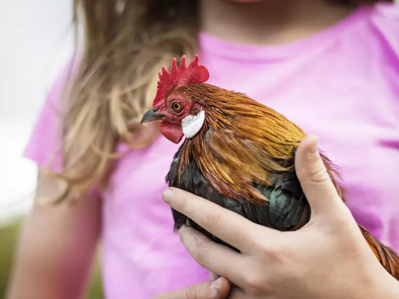 Young Girl Holding Barnevelder Hen