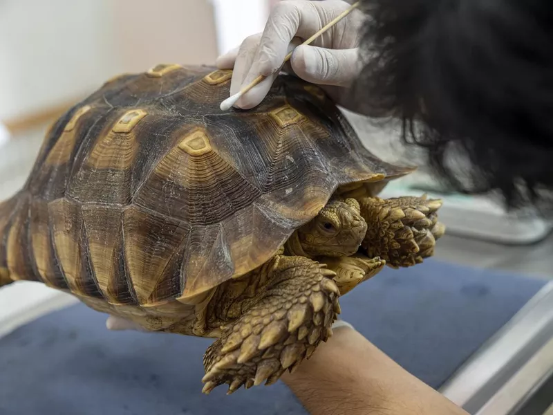 Sulcata at the vet