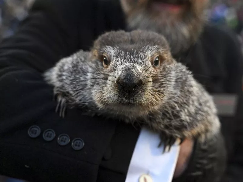 Punxsutawney Phil