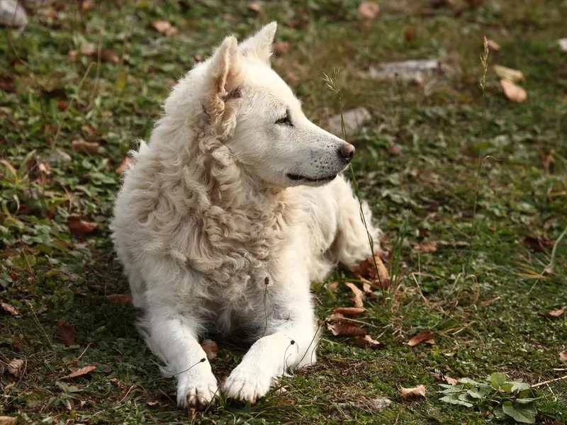 White Hungarian Mudi outdoors