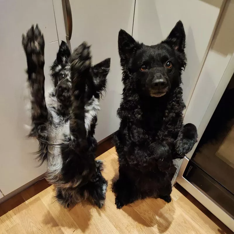 Working for treats