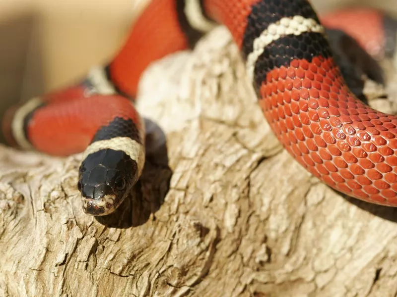 Sinaloan Milk Snake