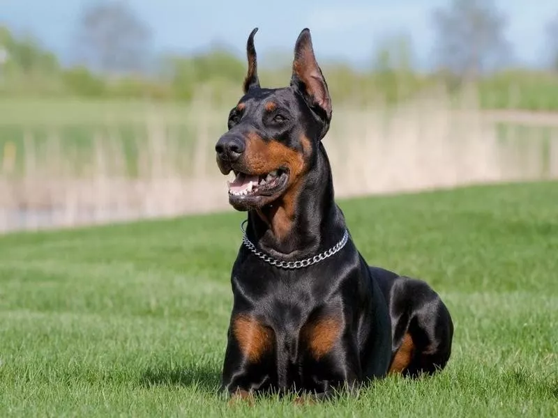 Doberman Pinscher