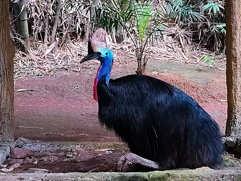The cassowary has deep black fur and the blue and red colors on its neck make this bird look beautiful