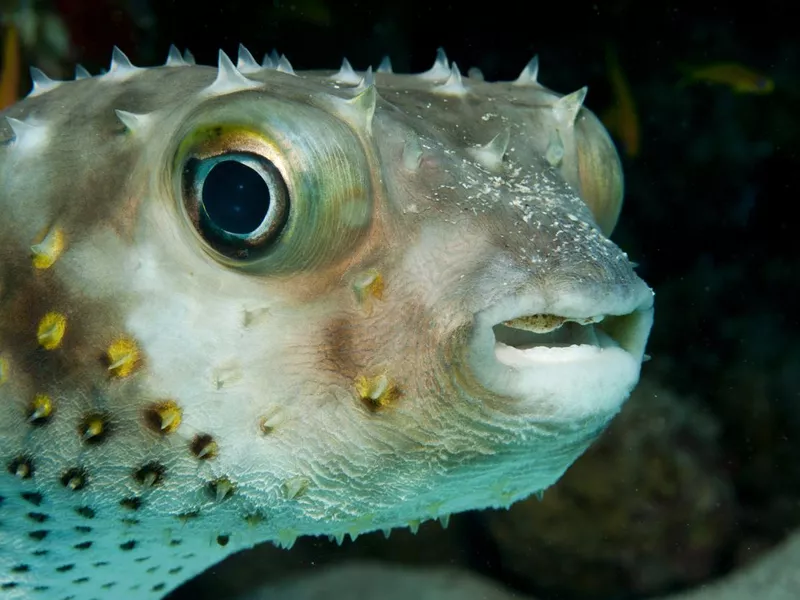 Porcupinefish (Diodon nicthemerus)