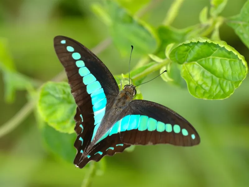 Common Bluebottle (Graphium sarpedon)