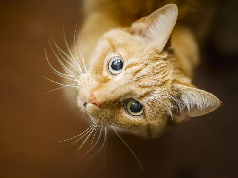 Young Ginger Tom Cat