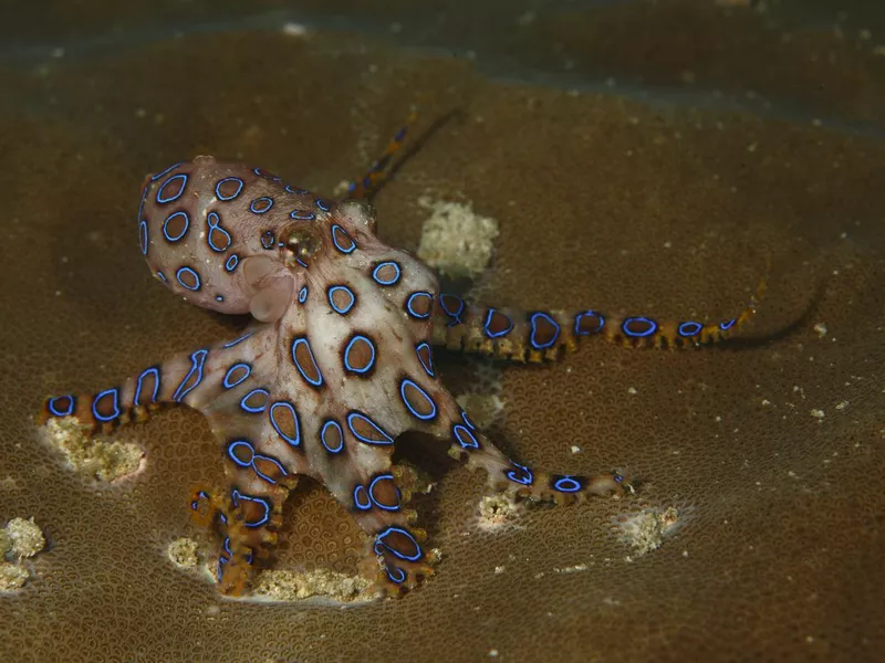Blue-ringed octopus