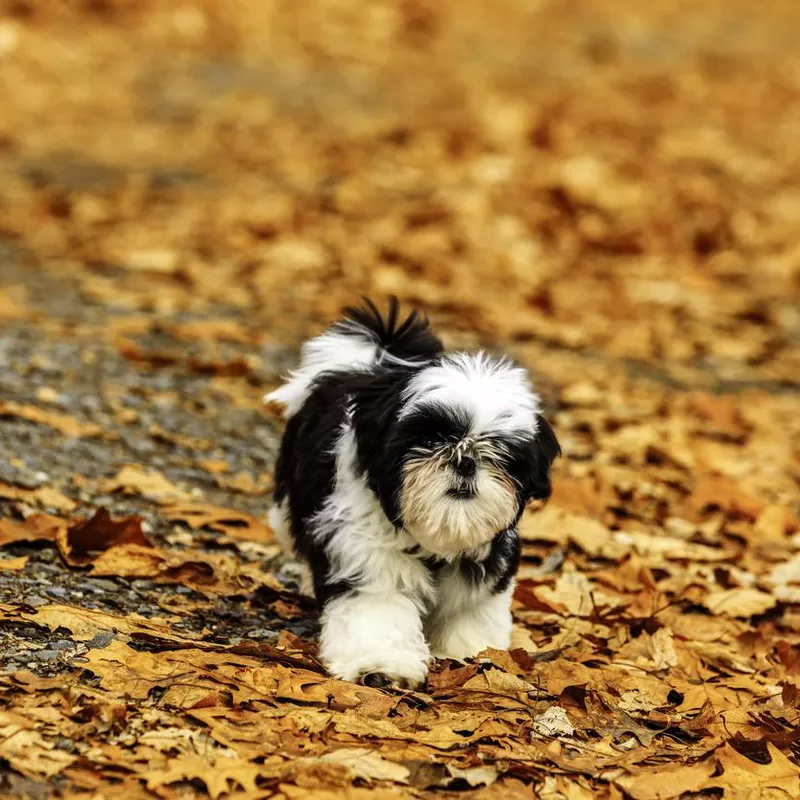 Shih Tzu in the Fall Leaves