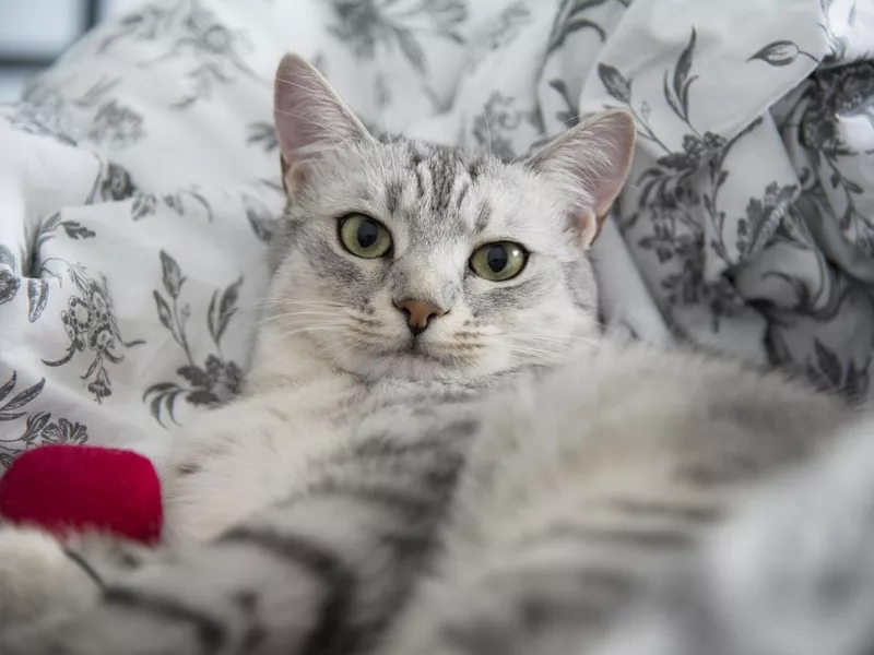 Egyptian Mau cat