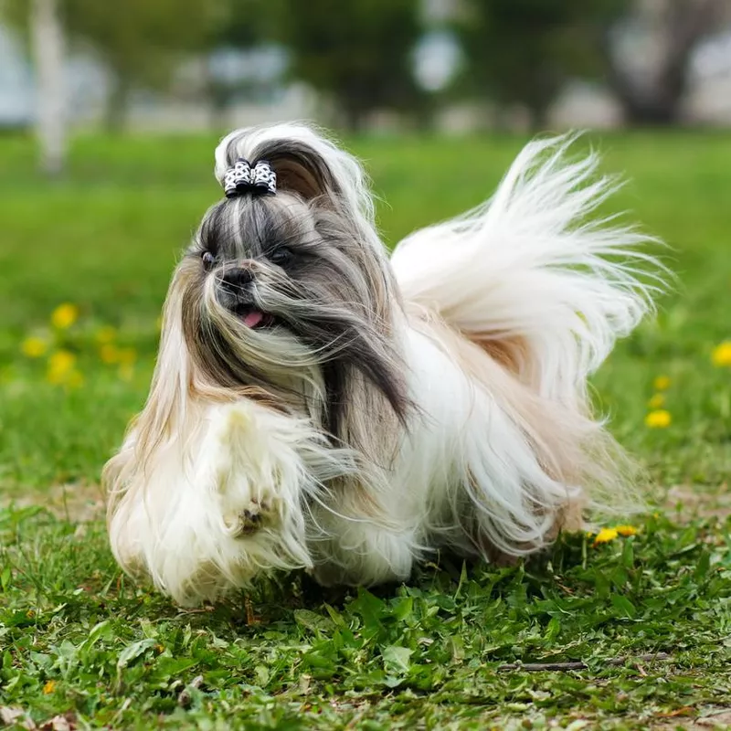 Shih Tzu Dog in the Park