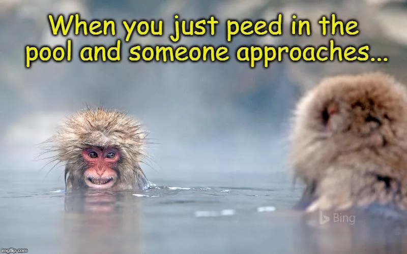 Monkey Meme in Hot Spring