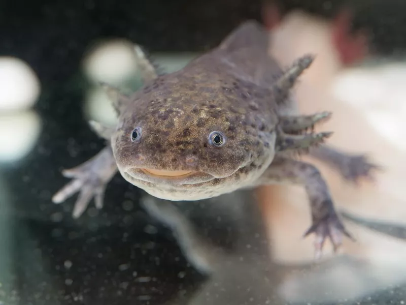 Brown axolotl