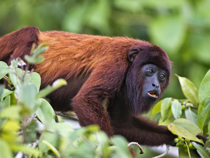 Red howler Monkey