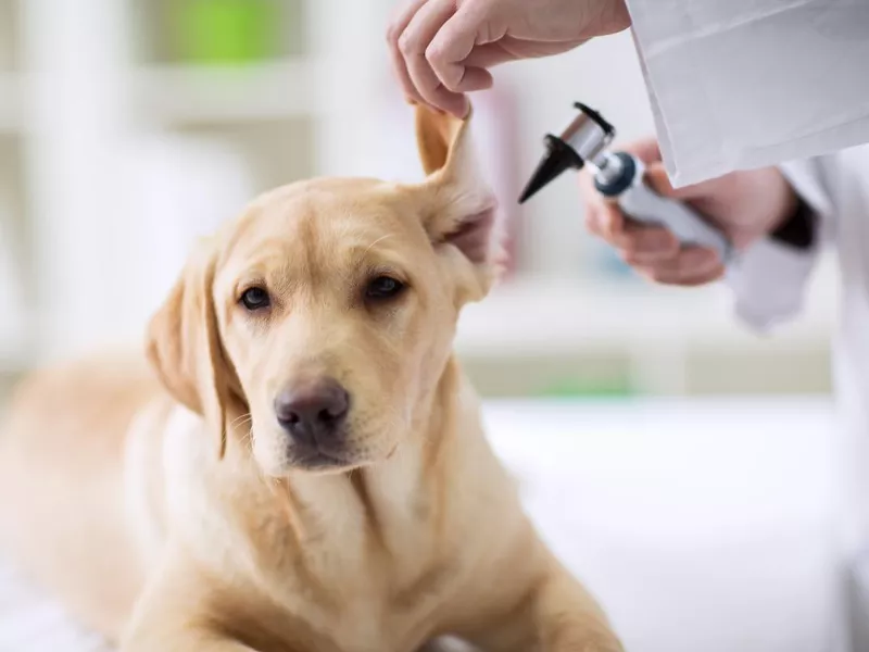 labrador dog in vet