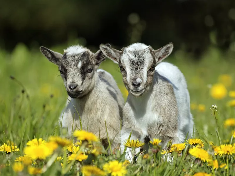 Pygmy Goat