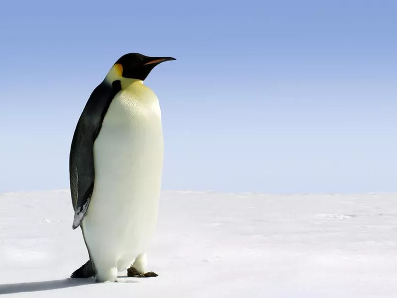 Antarctica