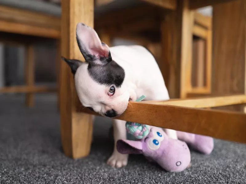 Boston Terrier puppy chewing