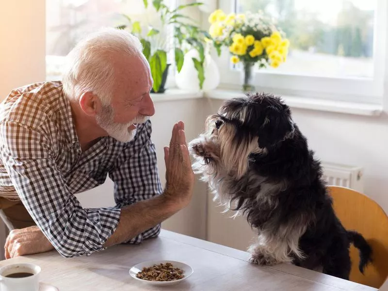 Schnauzer with owner