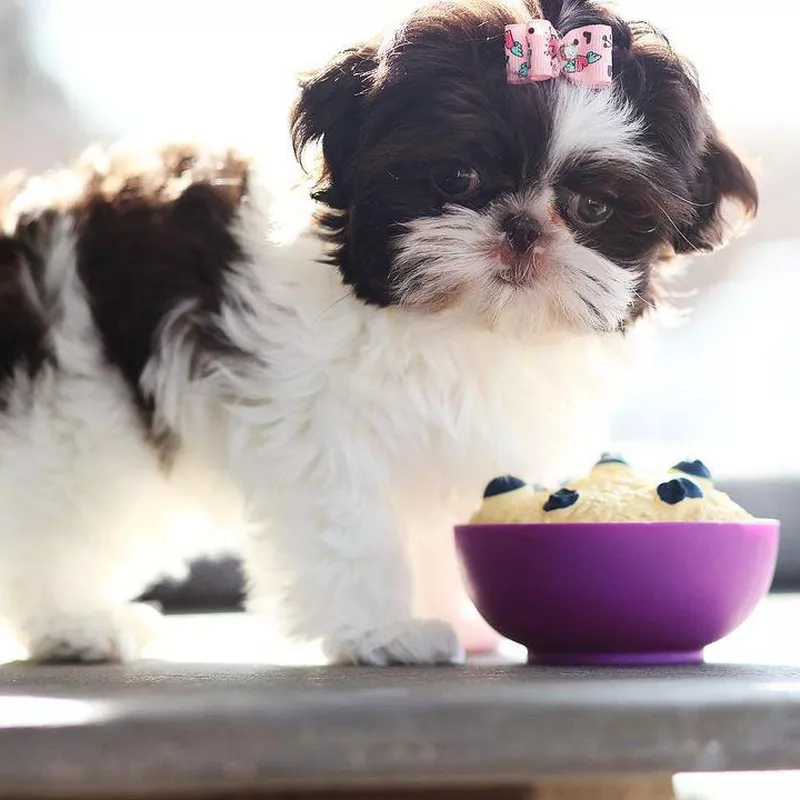 Shih Tzu Puppy with a Treat